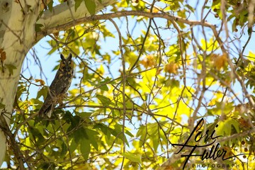 Owls are a hoot!