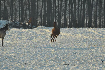 Koń © Rafa
