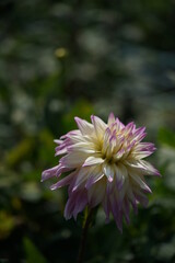 White and Faint Purple Flower of Dahlia in Full Bloom
