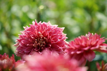 Faint Pink and Cream Flower of Dahlia