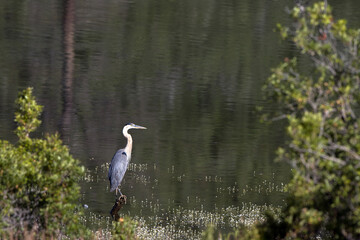 Great Blue Heron amid water buttercups at dawn in New Mexico's Sugarite State Park