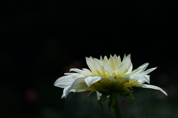 Light Cream Flower of Dahlia in Full Bloom