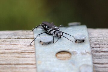 Zebra Spider Wasp  (Turneromyia sp.) South Australia
