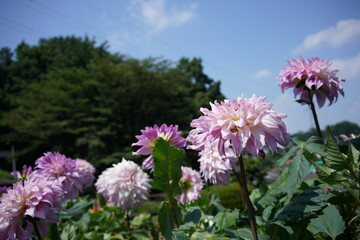 White and Faint Purple Flower of Dahlia in Full Bloom