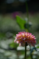 Faint Pink and Cream Flower of Dahlia