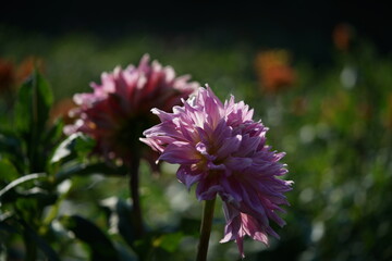 Obraz premium Light Purple Flower of Dahlia in Full Bloom