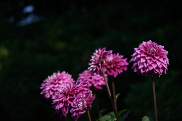 Light Purple Flower of Dahlia in Full Bloom