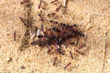 Meat Ants (Iridomyrmex purpureus) with prey, South Australia
