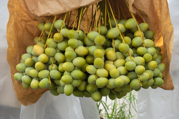 Dates on a palm tree,Plantation of date palms,Delicious unripe dates on palm tree.