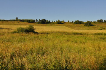 Pole. Lato. Polska - Mazury - Warmia.