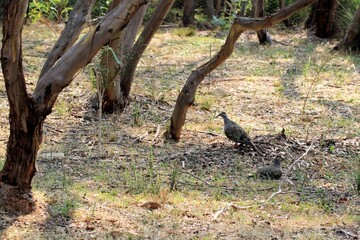 Pair of Common Bronzewing pigeons resting in South Australian bushland