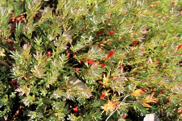 Cranberry Heath (Astroloma humifusum) in flower, South Australia 
