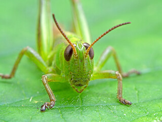 P1010043 face of a green subadult male two-striped grasshopper (Melanoplus bivittatus) on a greef leaf, Boundary Bay, Delta cECP 2020