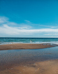 Obraz premium Seagull on the beach. Sand background of free space for your decoration. Soft Wave Of Blue Ocean On Sandy Beach, Summer time. Rockaway Beach, New York. Quiet and peaceful place