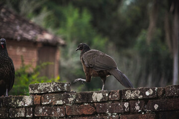  Penelope Bird in nature wildlife
