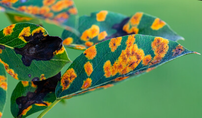 affected by the fungal disease Gymnosporangium sabinae pear