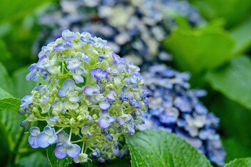 雨粒をまとった満開のブルーのアジサイ