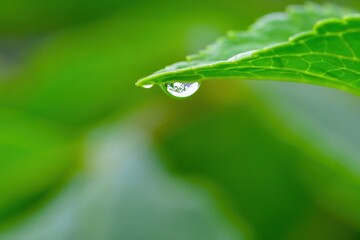 梅雨の晴れ間に見つけたアジサイの葉と水滴