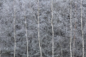 Polska - Mazury. Las zimą.