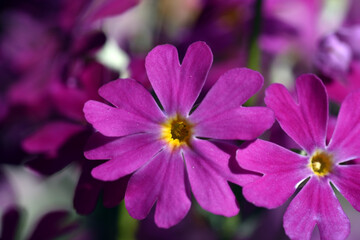 Fototapeta premium サクラソウ 