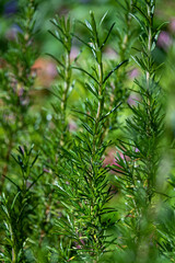 Closeup of rosemary bush growing in a garden
