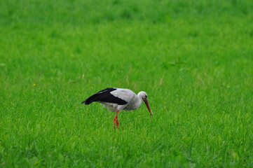 Bocian. Polska - Mazury - Warmia.