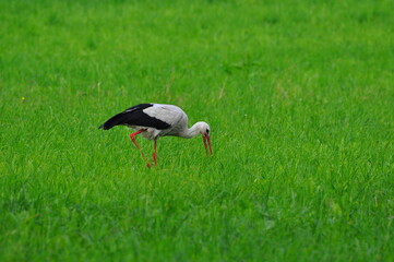 Bocian. Polska - Mazury - Warmia.