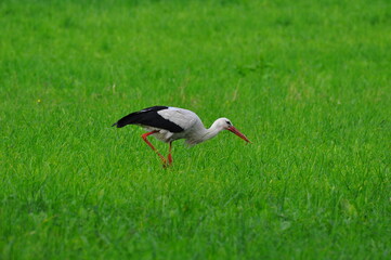 Bocian. Krajobraz. Polska - Mazury - Warmia.