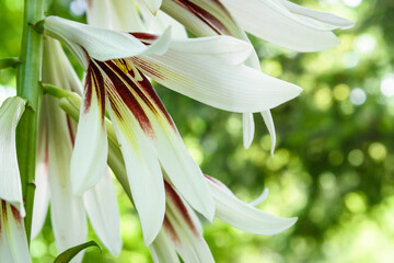 Closeup of Giant Himalayan Lily blooming in a woodland garden
