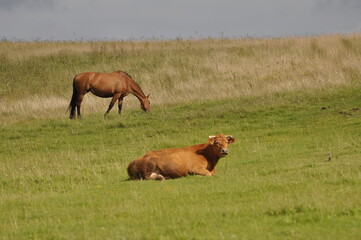 Koń i krowa © Rafa