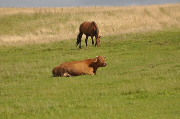 Polska - Mazury - Warmia. Krajobraz. © Rafa