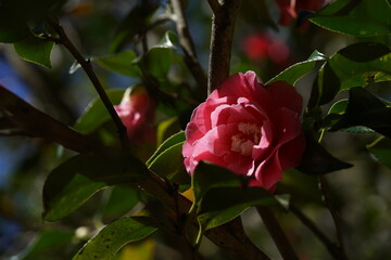 Red Flower of Camellia japonica in Full Bloom