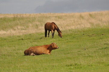 Koń i krowa