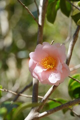 Light Pink Flower of Camellia japonica in Full Bloom