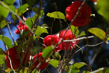 Red Flower of Camellia japonica in Full Bloom