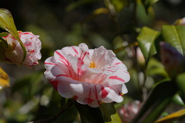 Variegated, Pink and White Flower of Camellia japonica in Full Bloom