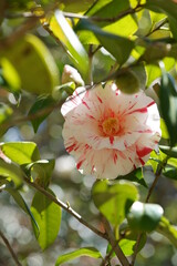 Variegated, Pink and White Flower of Camellia japonica in Full Bloom
