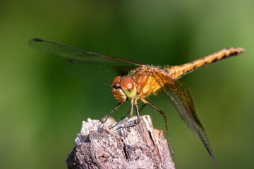 macro image of dragonfly on a branch, close up of insect