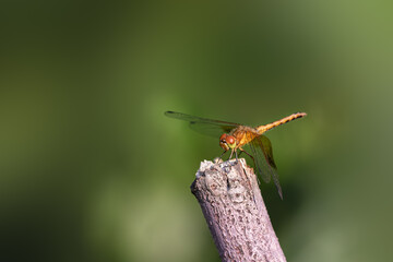 dragonfly on a stick with negative space available for text or copy space