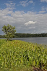 Naklejka premium Las i jezioro. Krajobraz. Polska - Mazury - Warmia.