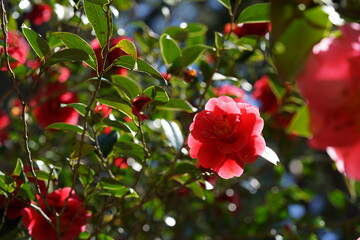 Light Red Flower of Camellia japonica in Full Bloom