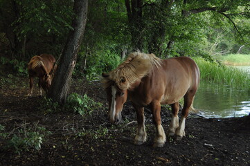 Polska - Mazury. Konie wieczorem. © Rafa