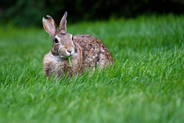Young native bunny grazing in a healthy green lawn
