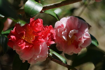Variegated, Pink and White Flower of Camellia japonica in Full Bloom
