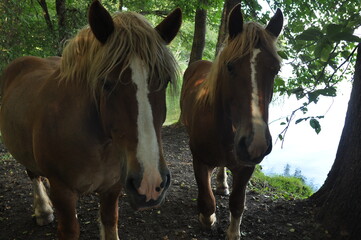 Konie. Polska - Mazury - Warmia. © Rafa