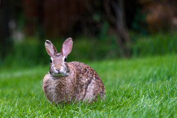 Young native bunny grazing in a healthy green lawn
