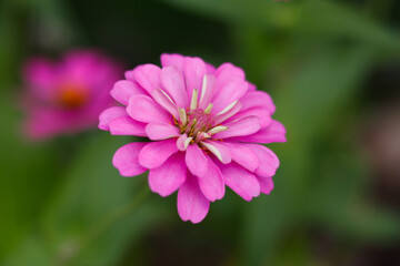 Pink zinnia flower in bloom. Summer flower. Summer plant. Midsummer flowers
