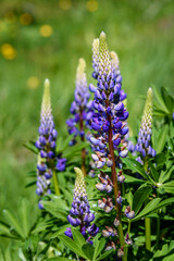Blue lupin blooming in a meadow on a sunny day
