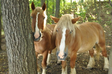 Konie. Polska - Mazury - Warmia. © Rafa