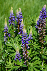 Blue lupin blooming in a meadow on a sunny day
